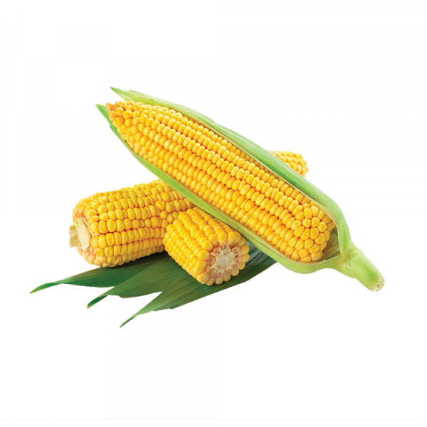 Sweet Corn 1 pc (Approx 250 g - 450 g)